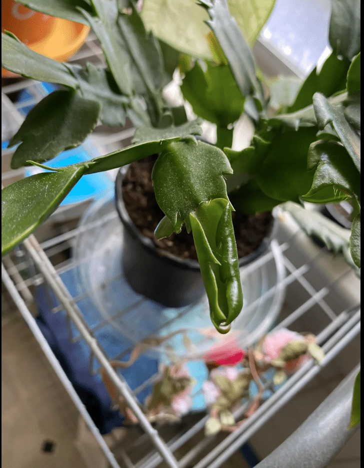 White Christmas cactus curling